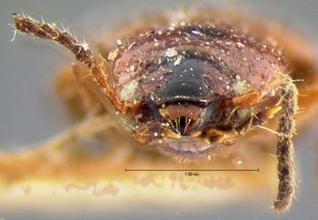 Media type: image;   Entomology 5936 Aspect: head frontal view